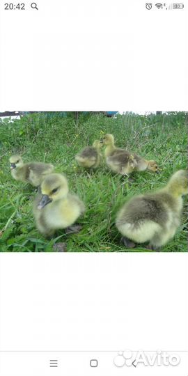 Гусята