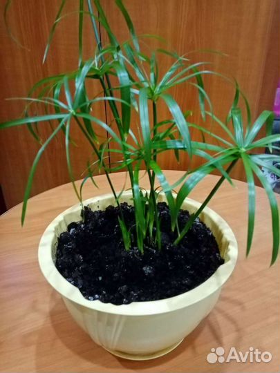 Цветок Циперус