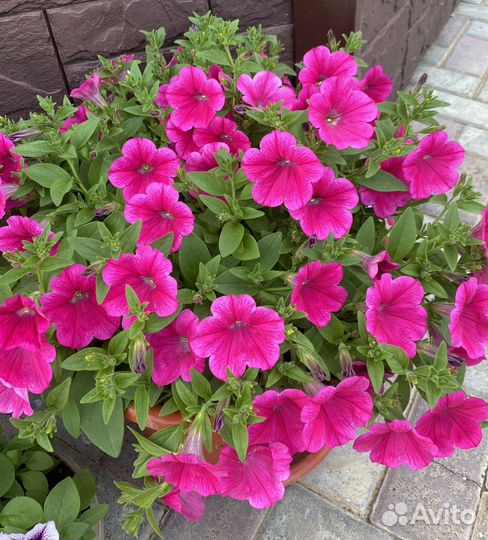 Продам рассаду петунии, лучшие ампельные сорта