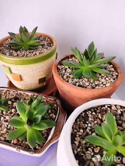 Суккуленты