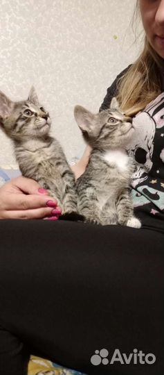 Кошка в дар