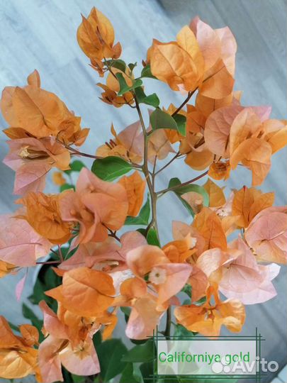 Бугенвиллия отправляю почтой