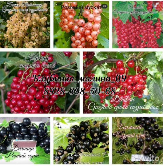 Саженцы черной,красной,белой,розовой смородины