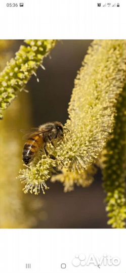 Пыльца пчелиная