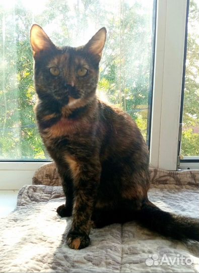 Кошка в дар