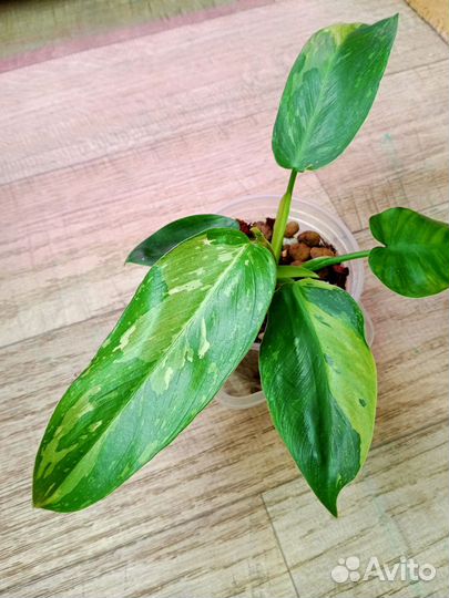 Филодендрон хосе буэно