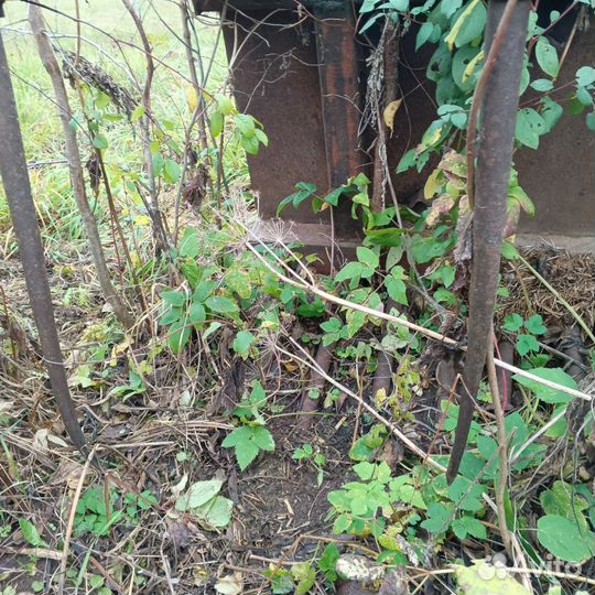 Вилы на кун