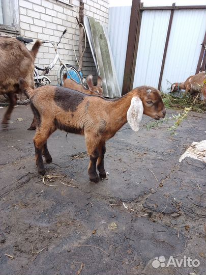 Нубийские козлята