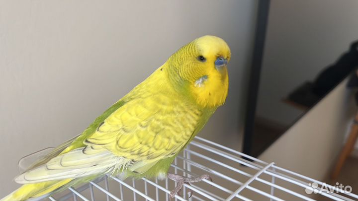 Попугай чех, волнистый попугайчик