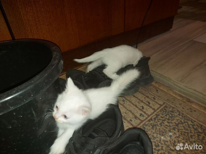 Котёнок девочка 1.5 мес турецкий ван