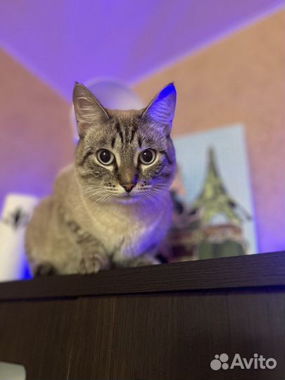 Кот на случку