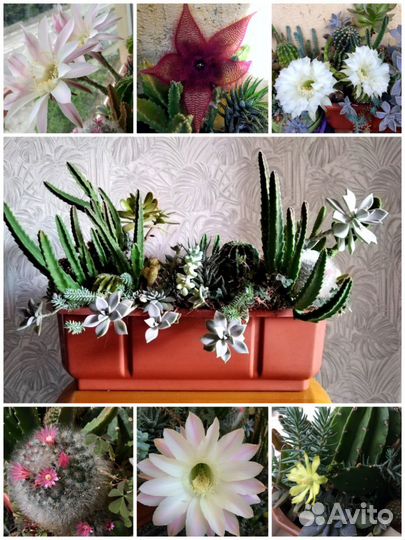 Большой кактус