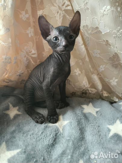 Донской сфинкс кошка