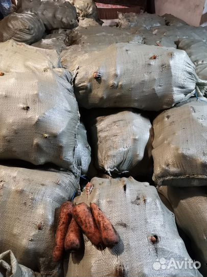 Продам морковь, морковь скотине лук