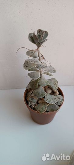 Каланхоэ ромболистное