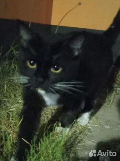 Черный кот