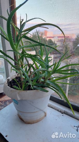Комнатные цветы алоэ