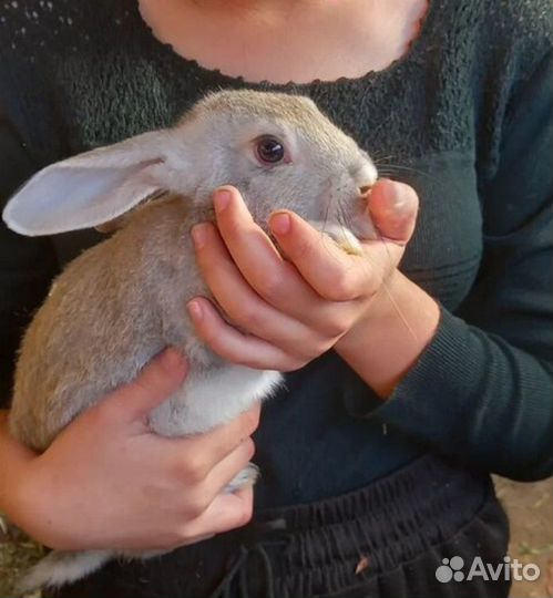 Продам кроликов породы серый великан и бабочка
