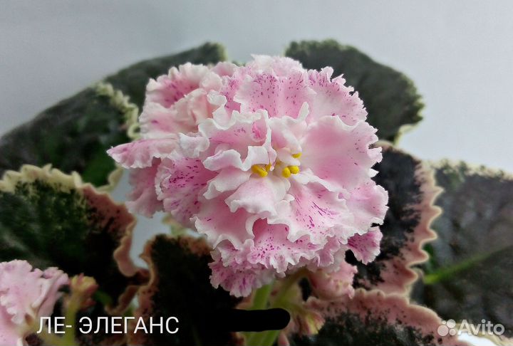 Детки сортовых фиалок
