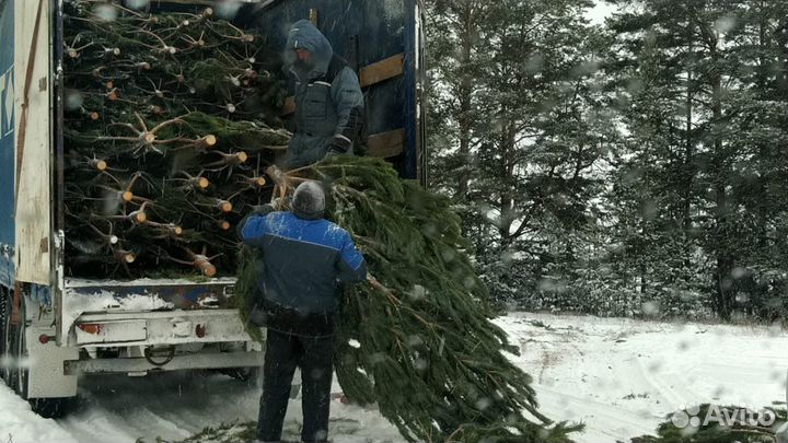 Сосна ель пихта