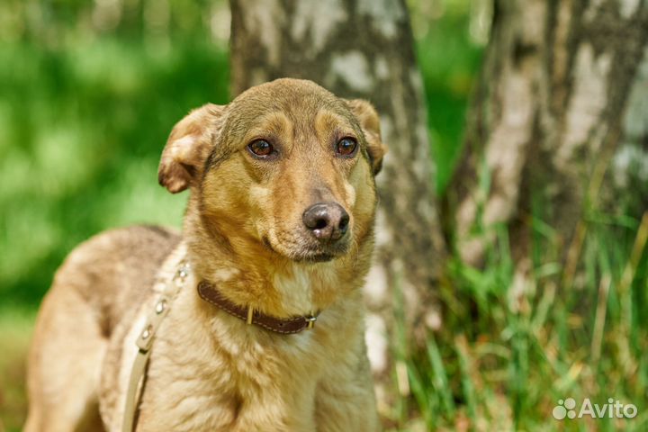 Герда страдает в тесном вольере в приюте