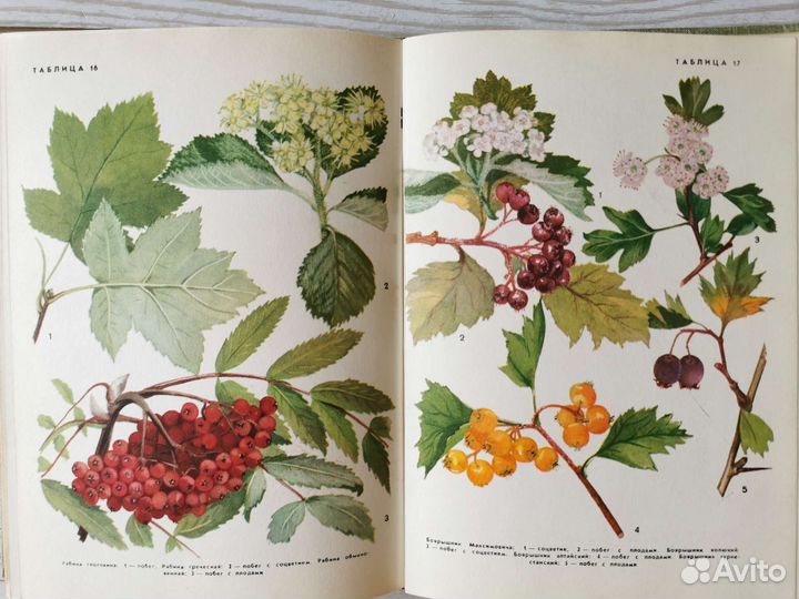 Книга о деревьях и кустарниках СССР