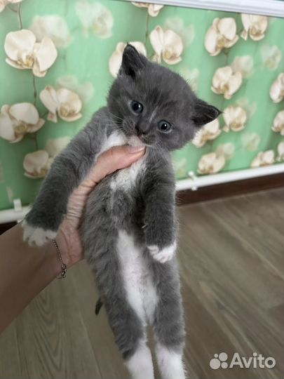 Британские котята