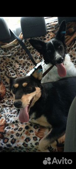 Зоотакси перевозка животных