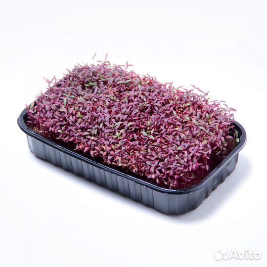 Микрозелень в Апрелевке