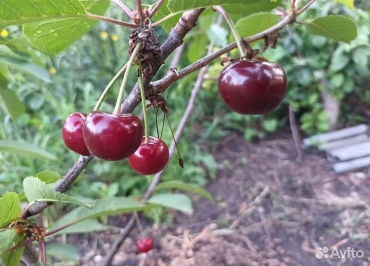 Саженцы черешни