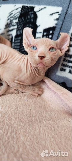 Котята сфинкс эльф