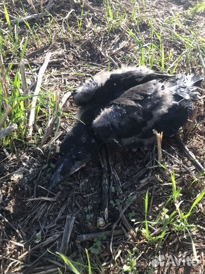 Воронята птенцы выкормыши