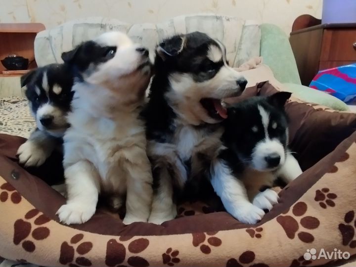 Щенки хаски