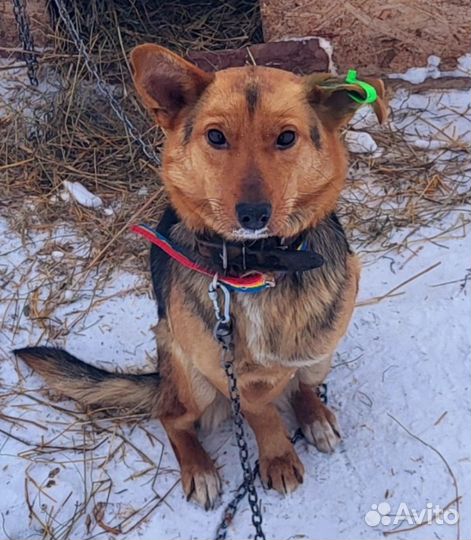 Собака в добрые руки