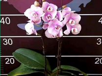 Орхидея фаленопсис Мираж