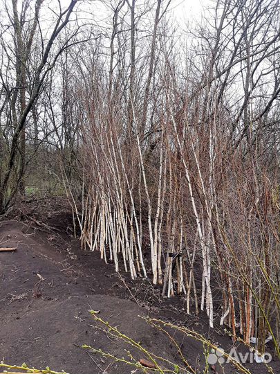 Плодовые деревья и саженцы