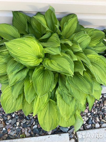 Хоста цветы