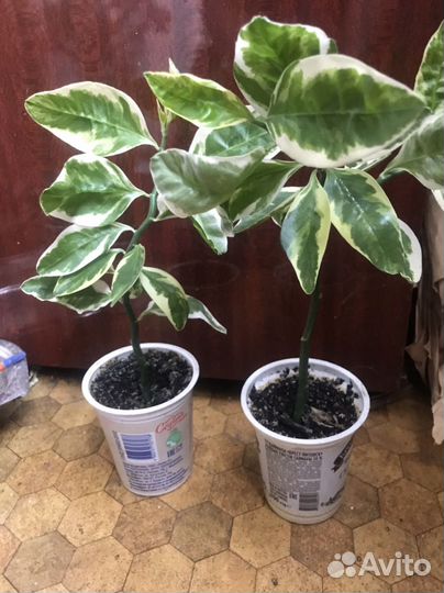 Спиндапсус, педилантус