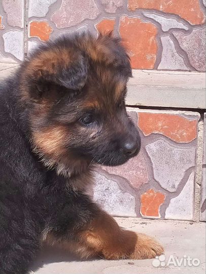 Немецкая овчарка