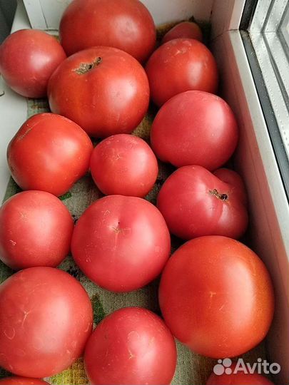 Помидор