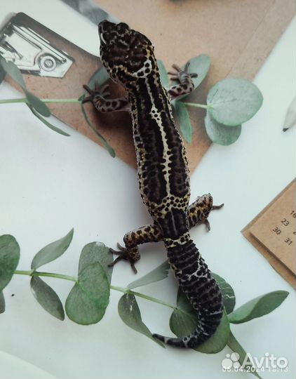 Эублефар, геккон Mack Snow Black Night, самец