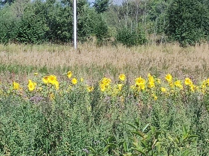 Участок 15 сот. (ИЖС)