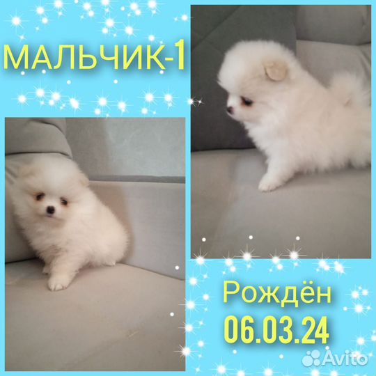 Щенки шпица