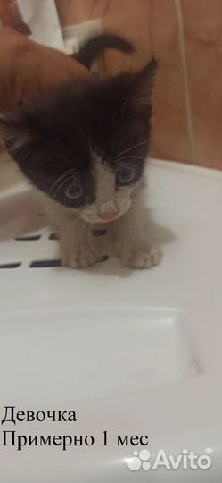 Котята в добрые руки бесплатно