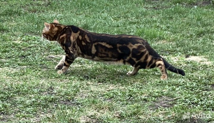 Бенгальский кот,вязка