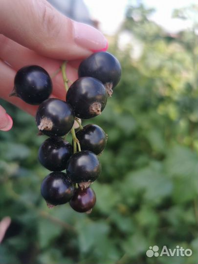 Смородина чёрная