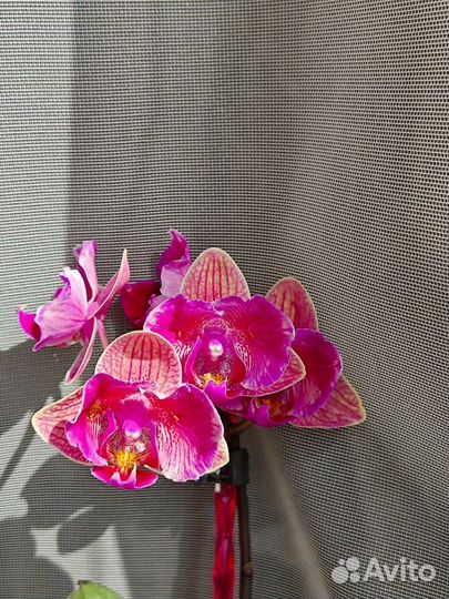 Орхидея фаленопсис бабочка