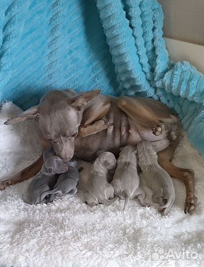 Мини цветные тойчики