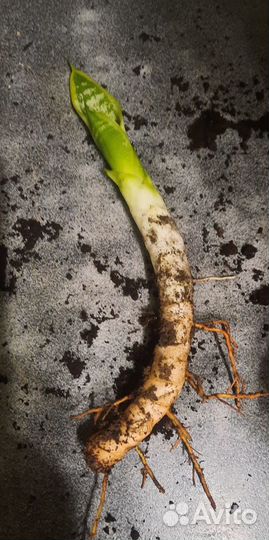 Сансивиерия Лауренти