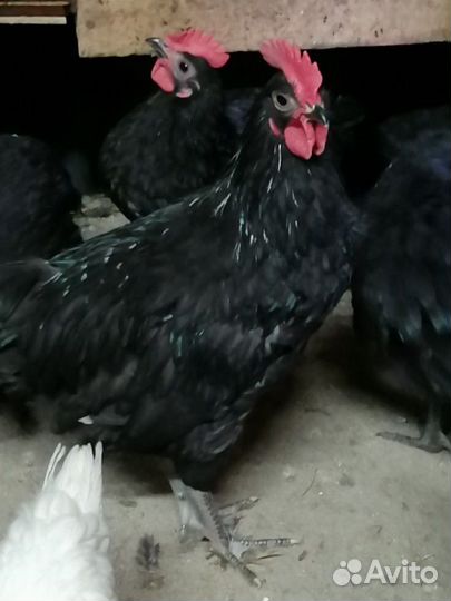 Петушки молодые